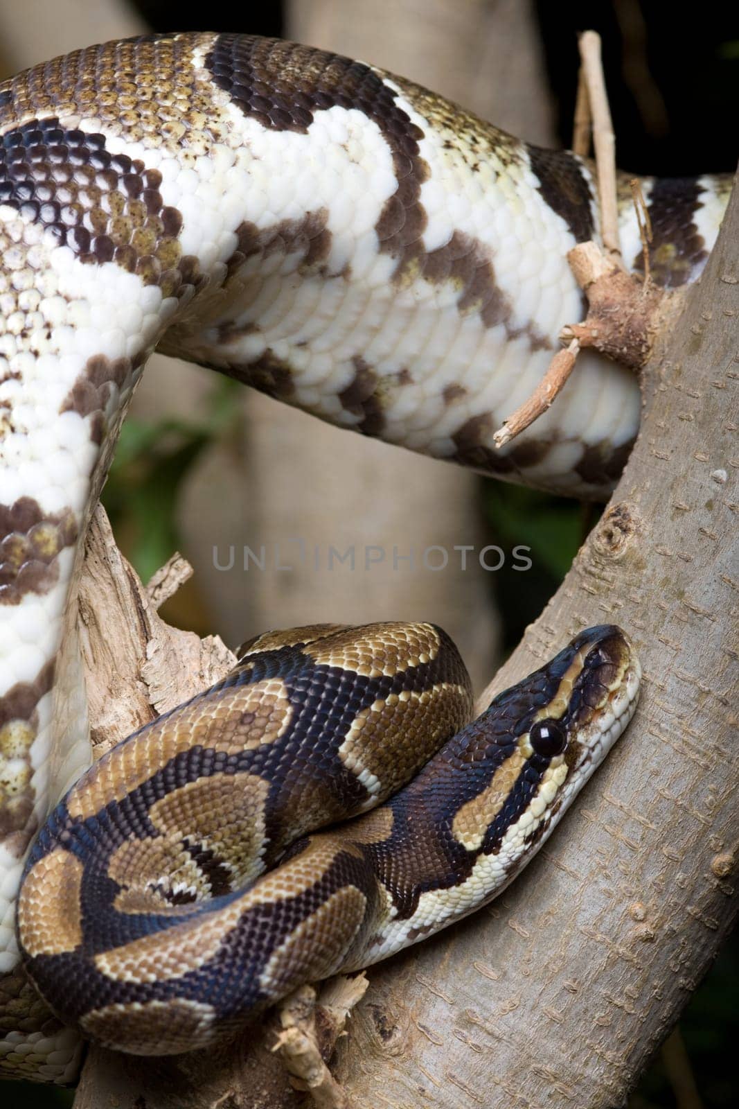 Royal python on a tree trunk