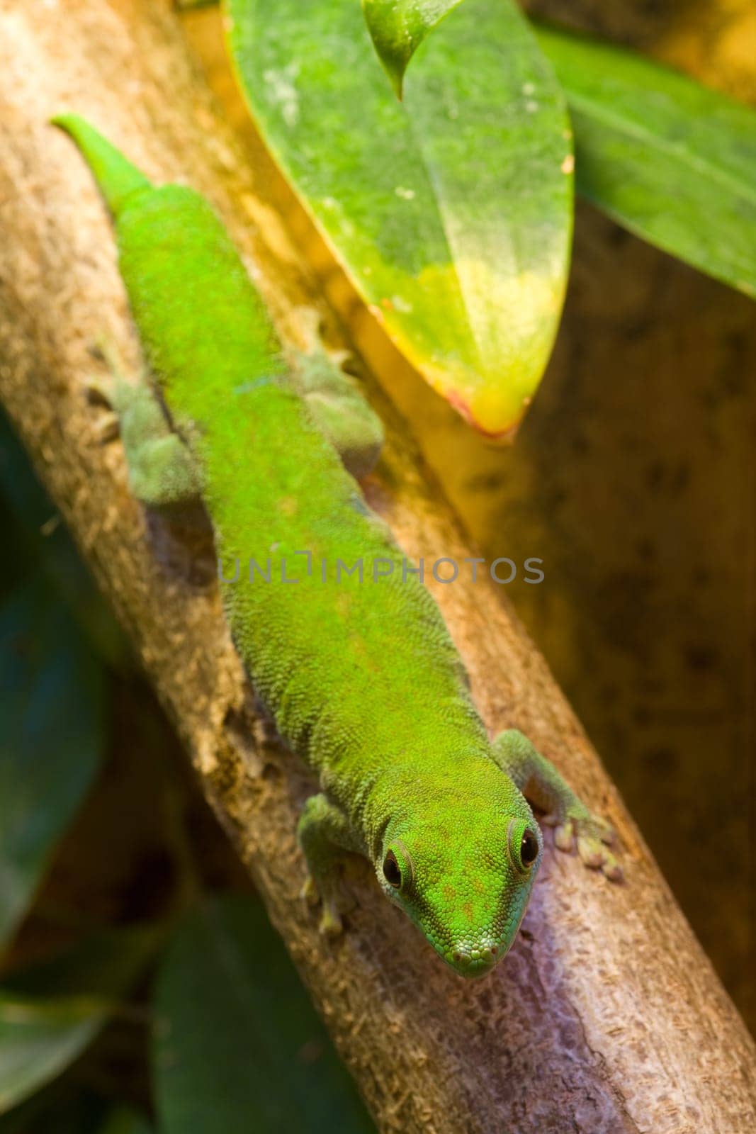 Green gecko on a branch in the terrarium