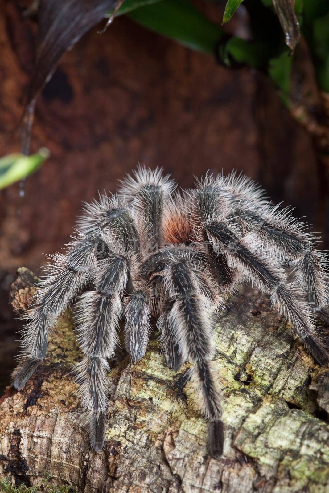 Tarantula in a terrarium