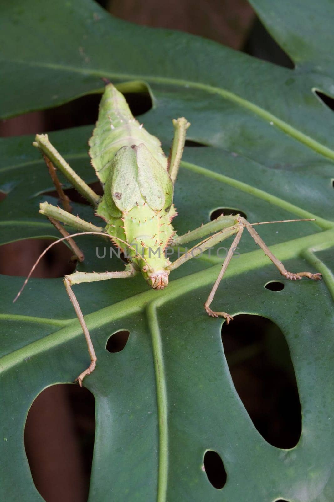 Ghost terror on a green leaf