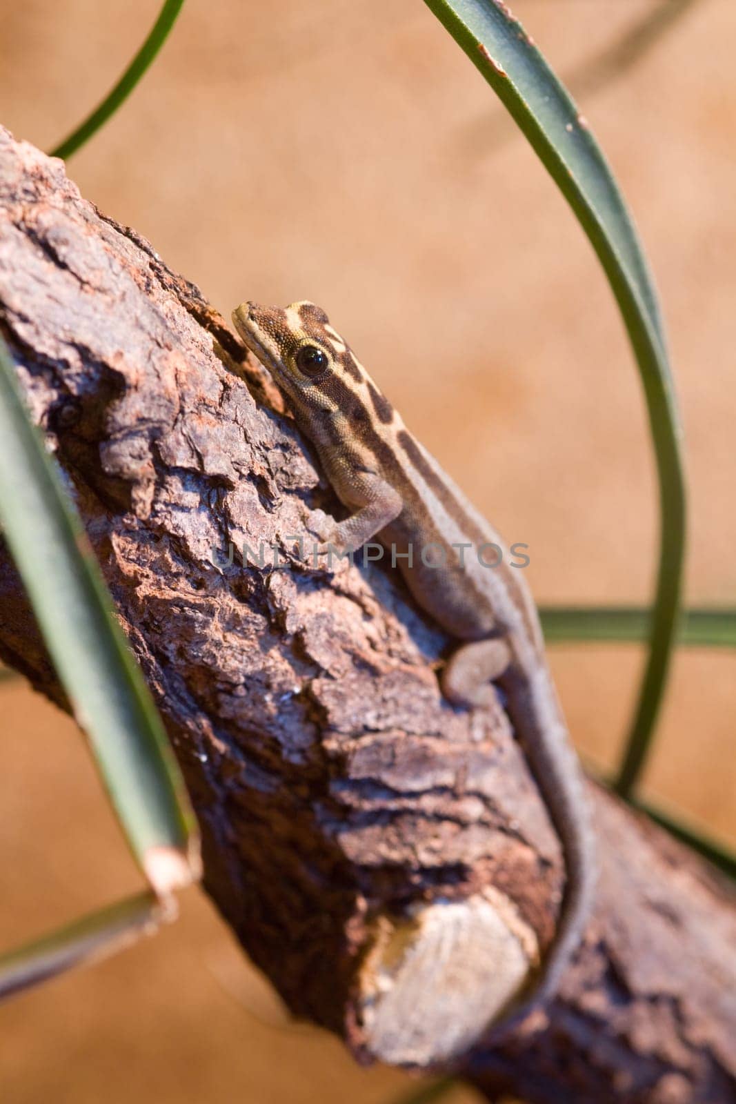 Brown gecko sitting on a small branch