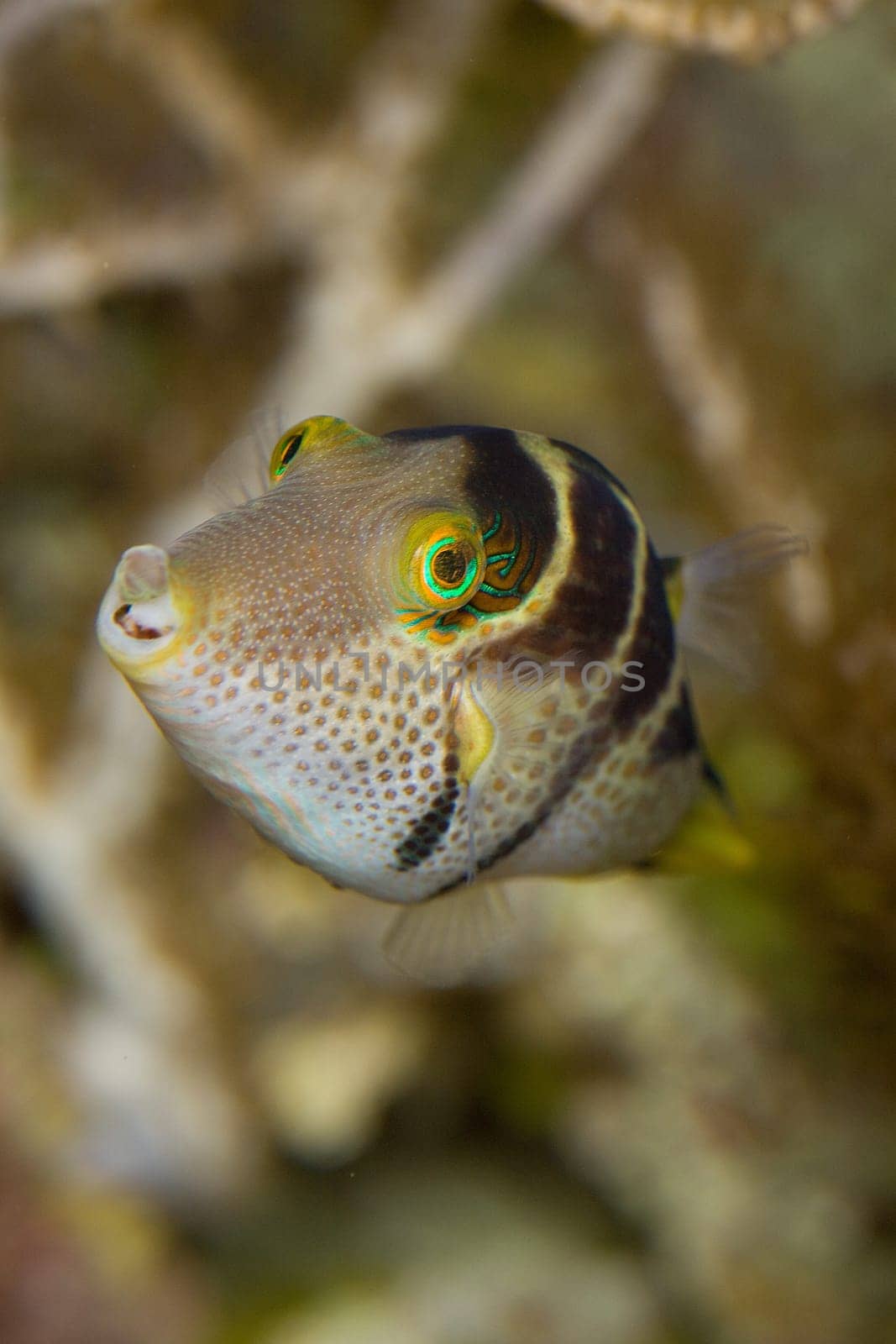 Tropical fish with stripes and dots