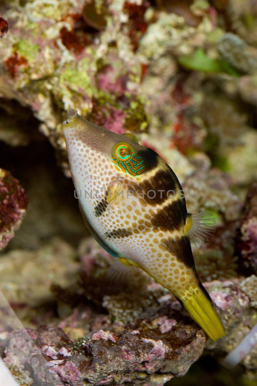 Tropical fish with stripes and dots