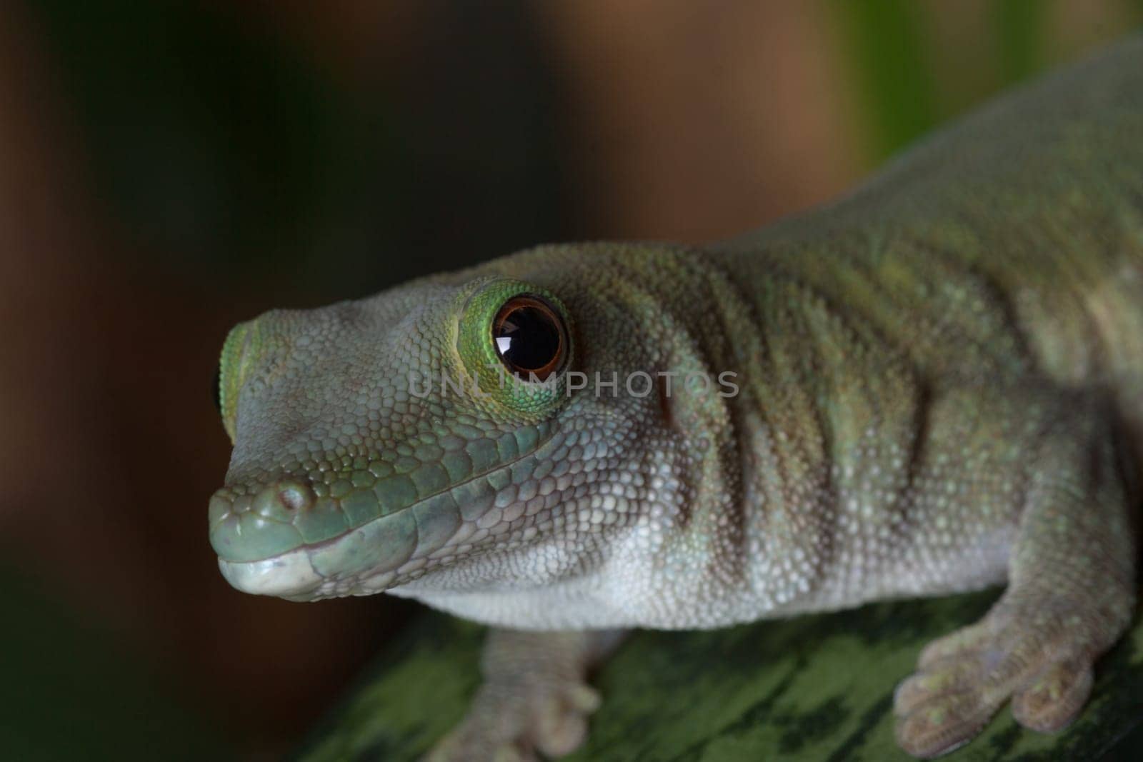 Gecko big in the picture,with direct view
