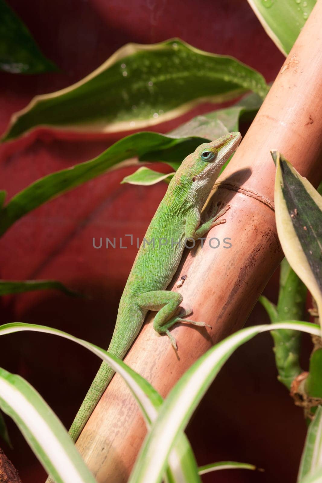 Gecko on a brown bamboo trunk