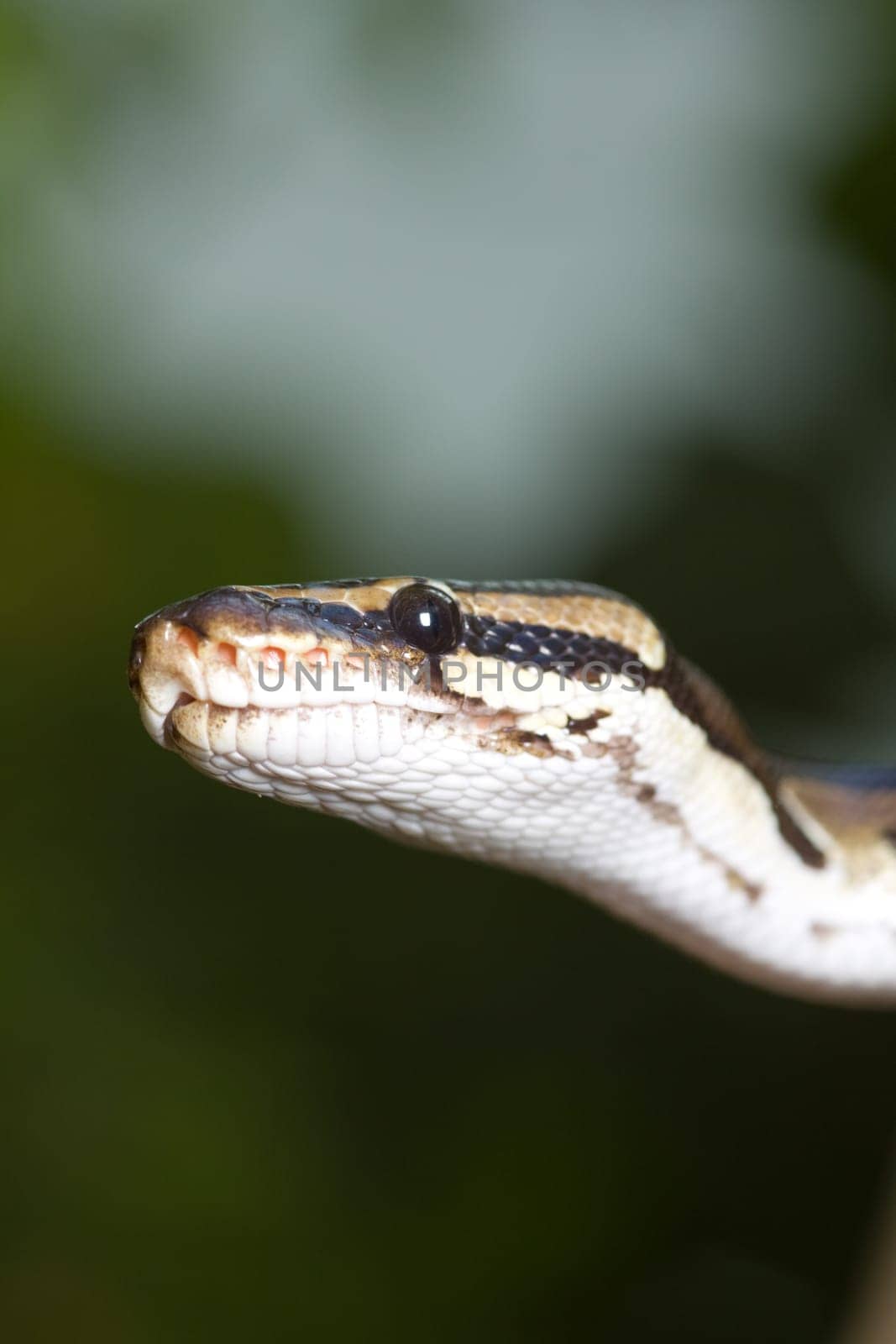 Head of a royal python as a close-up