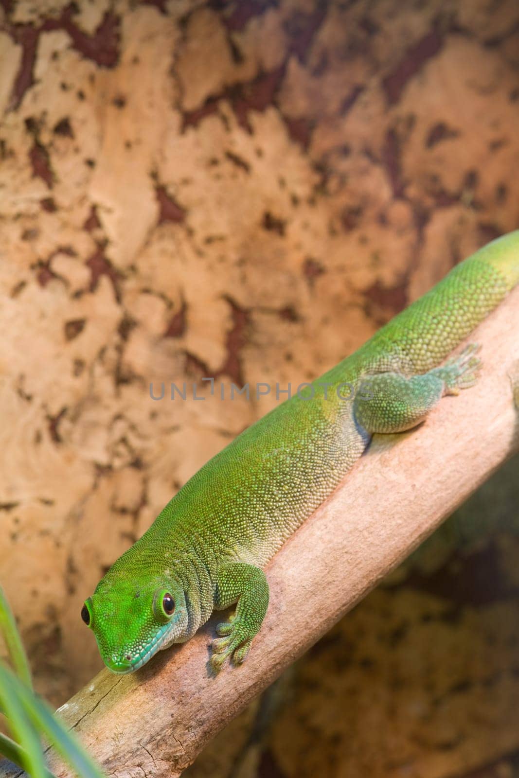 Green gecko on a branch,head down