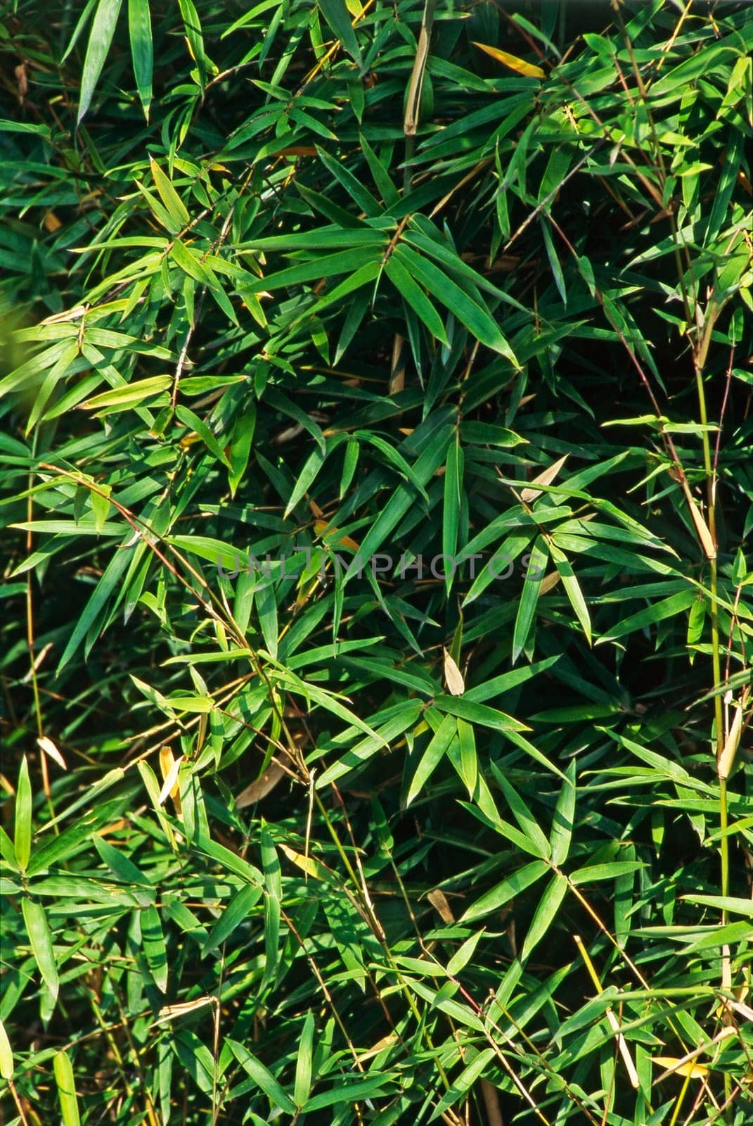 Close up view of a bamboo leaves