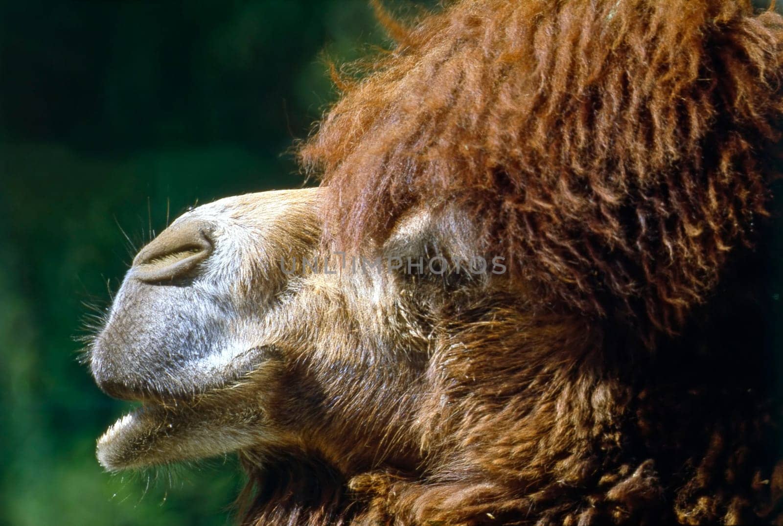Close up view of a camel head