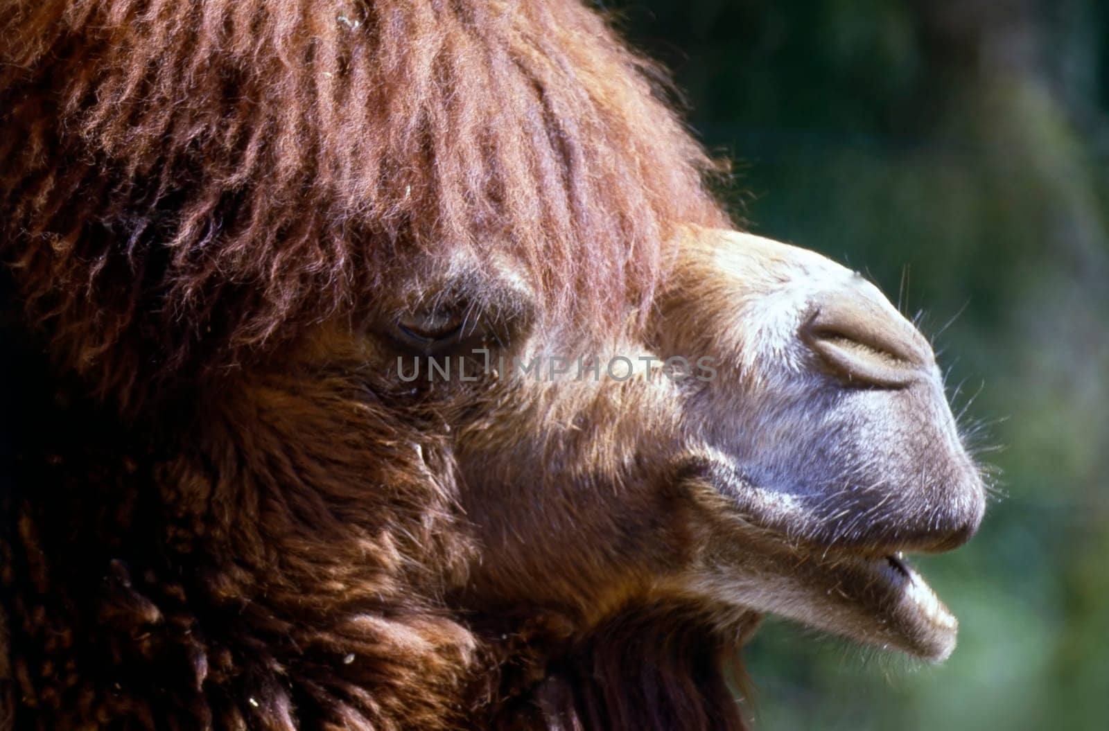 Close up view of a camel head