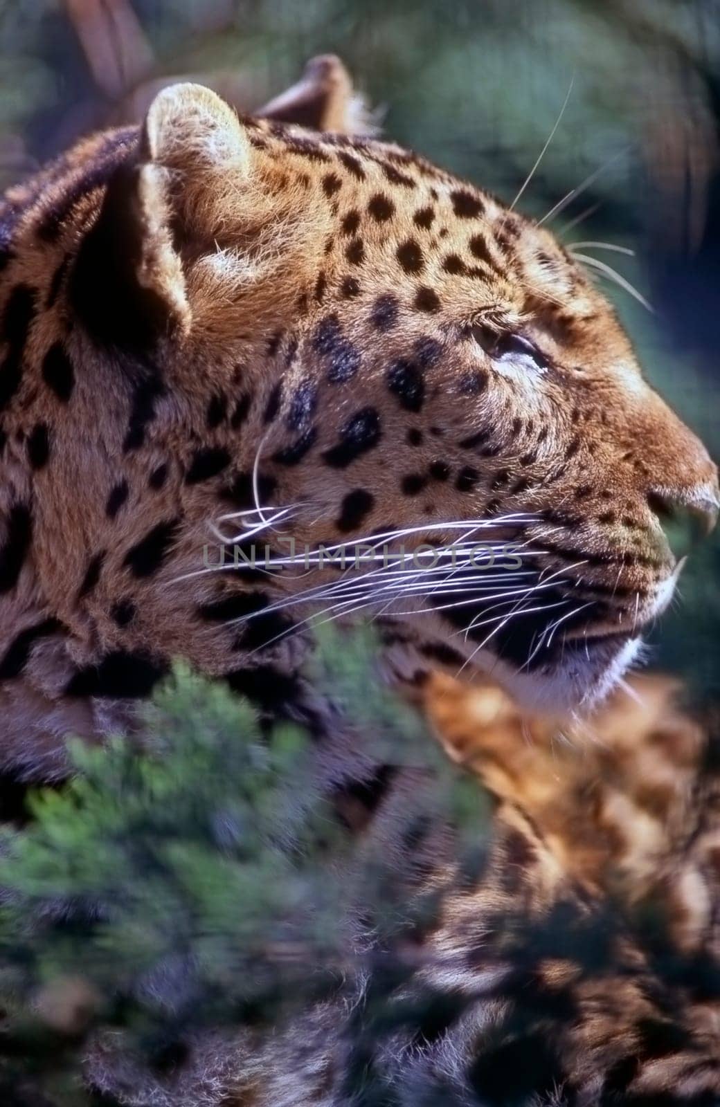 Close up of a leopard