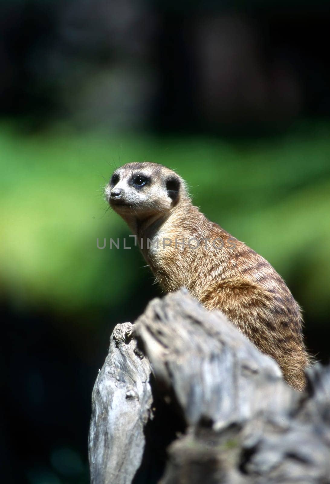 Meerkat guard watching from a rock