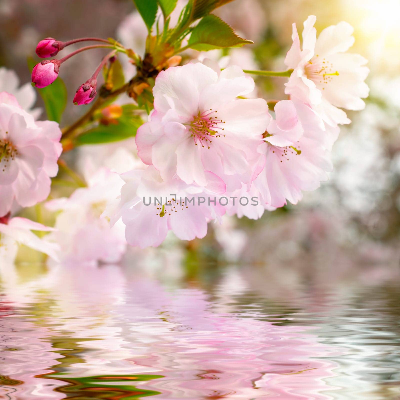 Close-up of cherry blossoms with reflection in the water and warm light