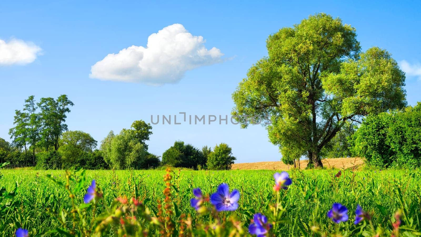 Idyllic meadow landscape with flowers and trees under blue skies