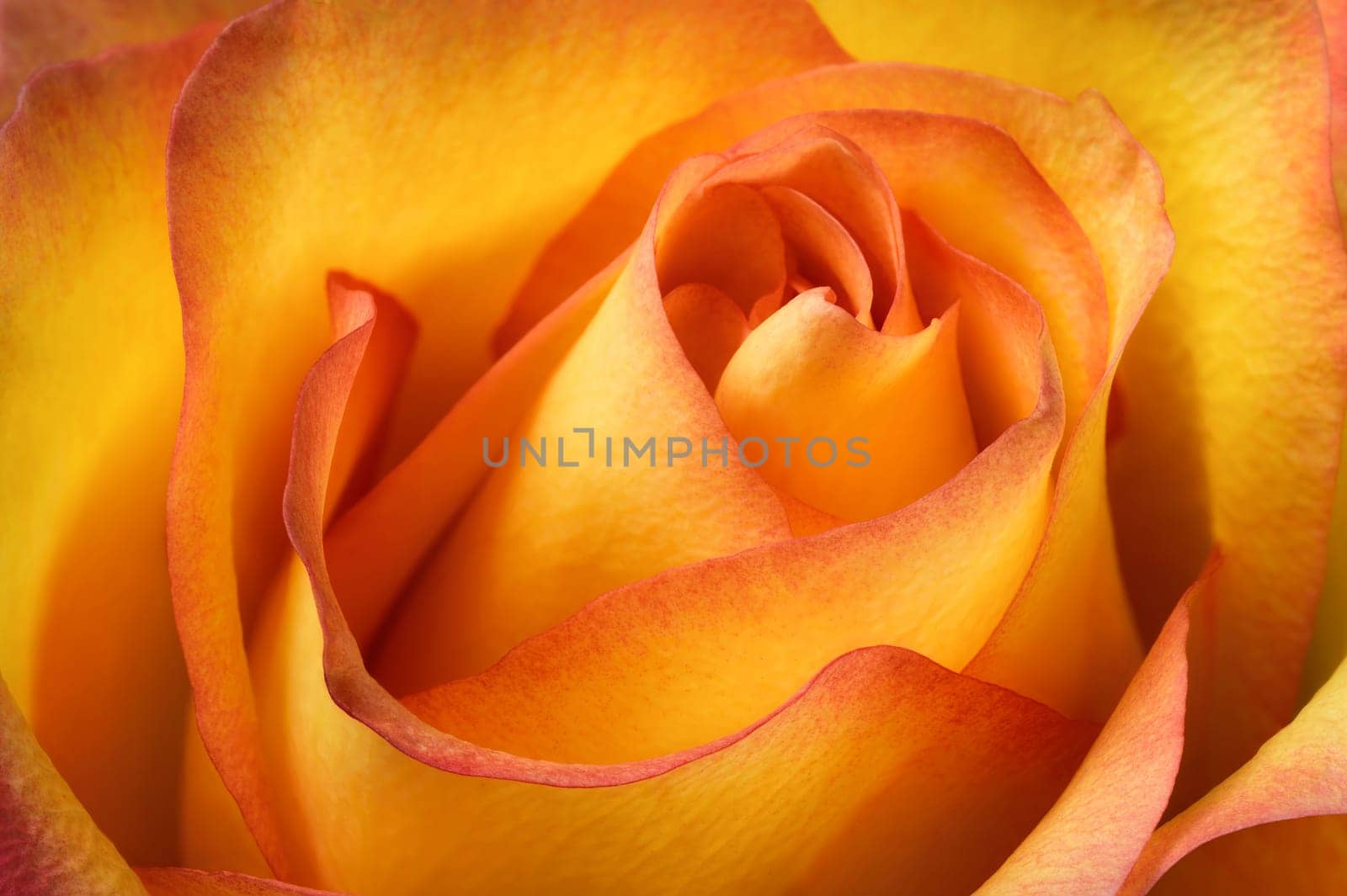 Tight cutout of an orange rose,studio shot