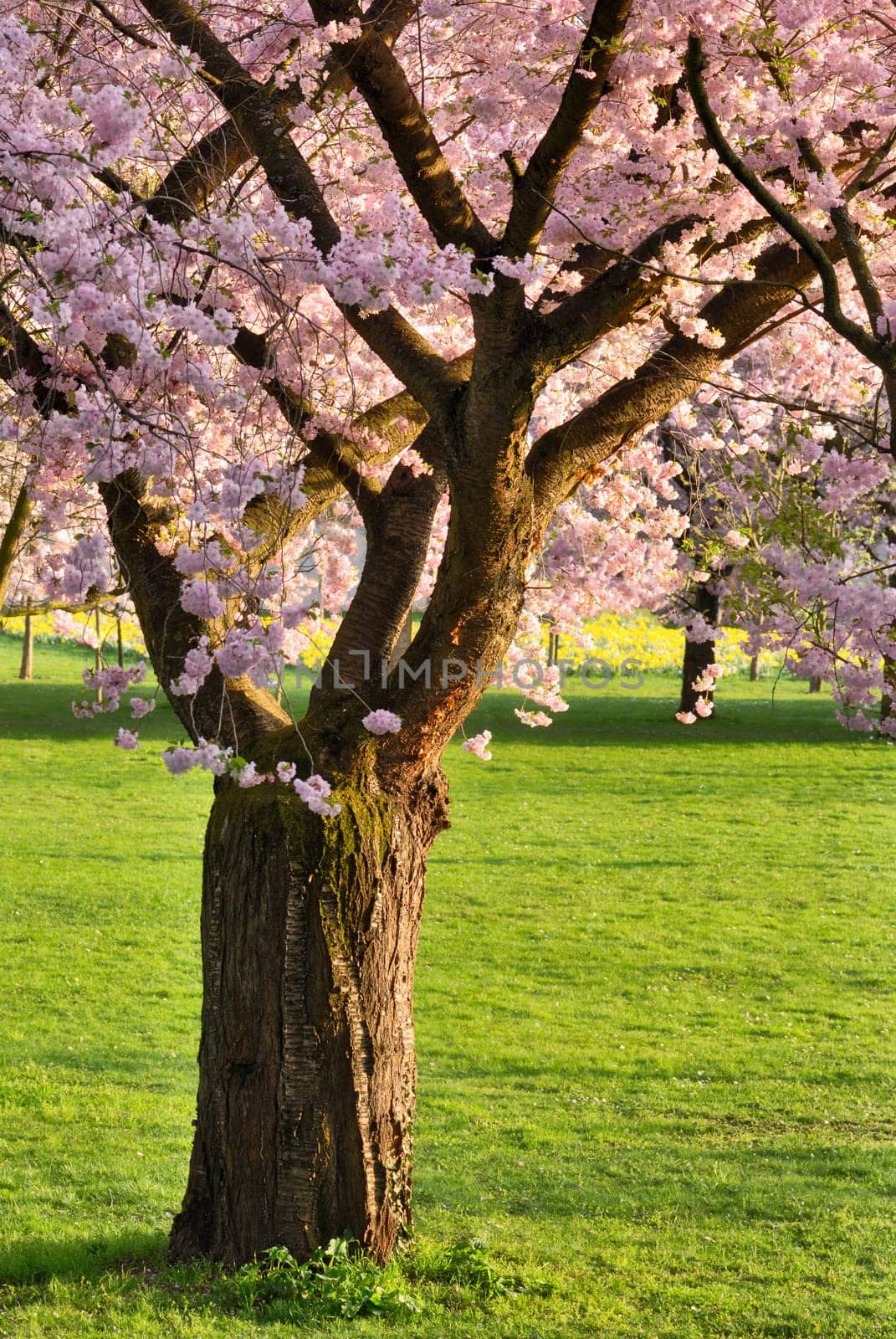Spring scene in a park with a blossoming cherry tree on a green meadow