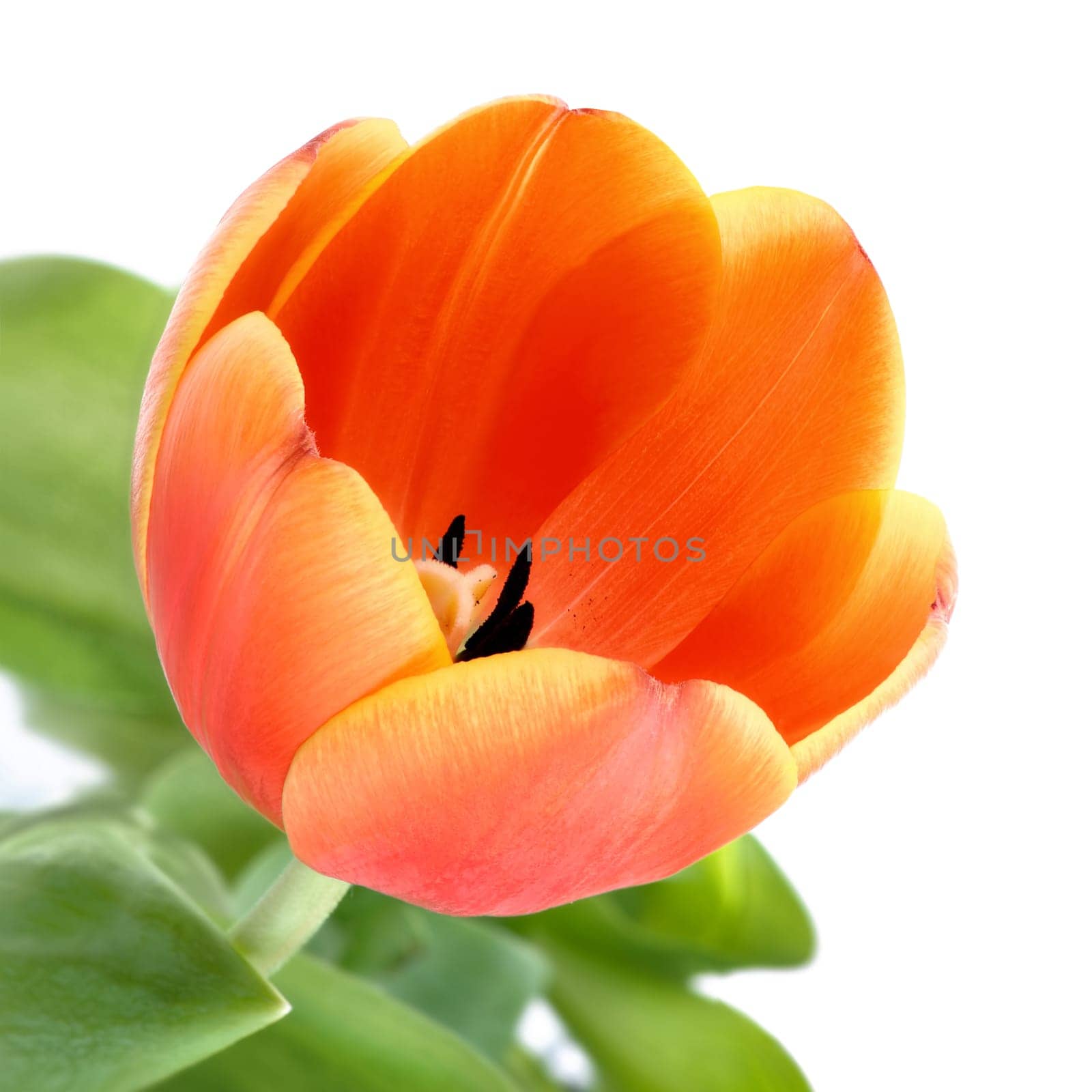Bloomed orange tulip on white background