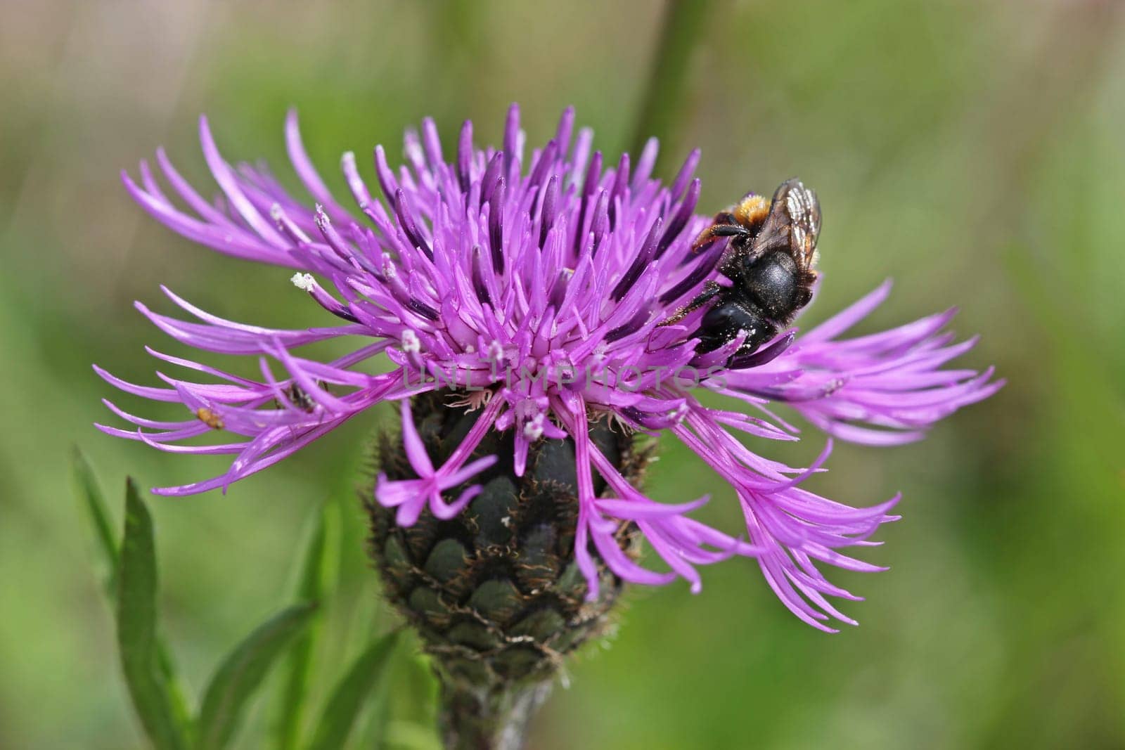 Two-coloured snail-shell mason bee (Osmia bicolor) on scabiosis flake flower (Centaurea scabiosa)