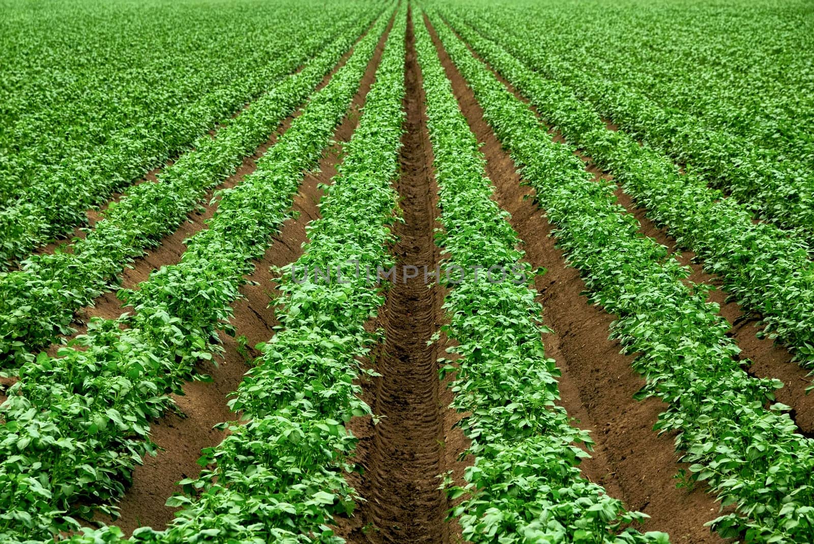 Rows of potato plants on large acres,with strong,fresh green