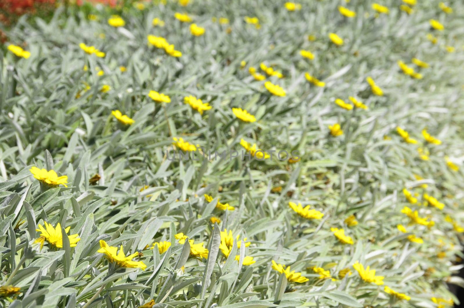 Tropical Grass Plant Texture on a Very Sunny Day