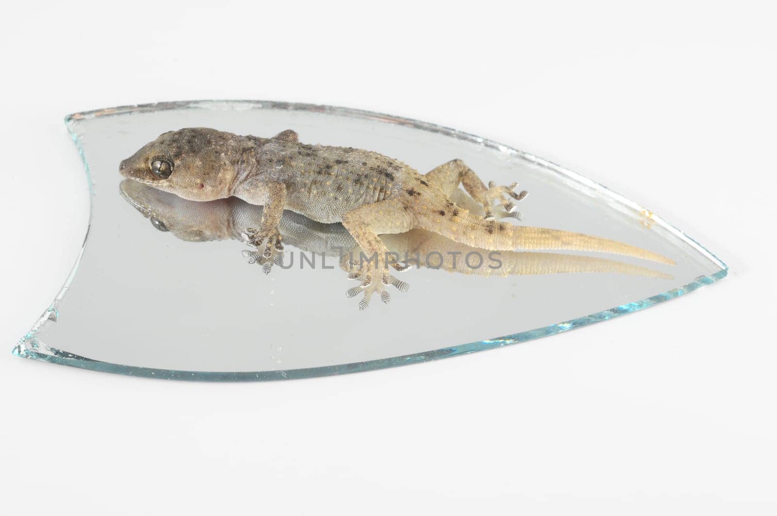 One Small Gecko Lizard and Mirror on a White Background