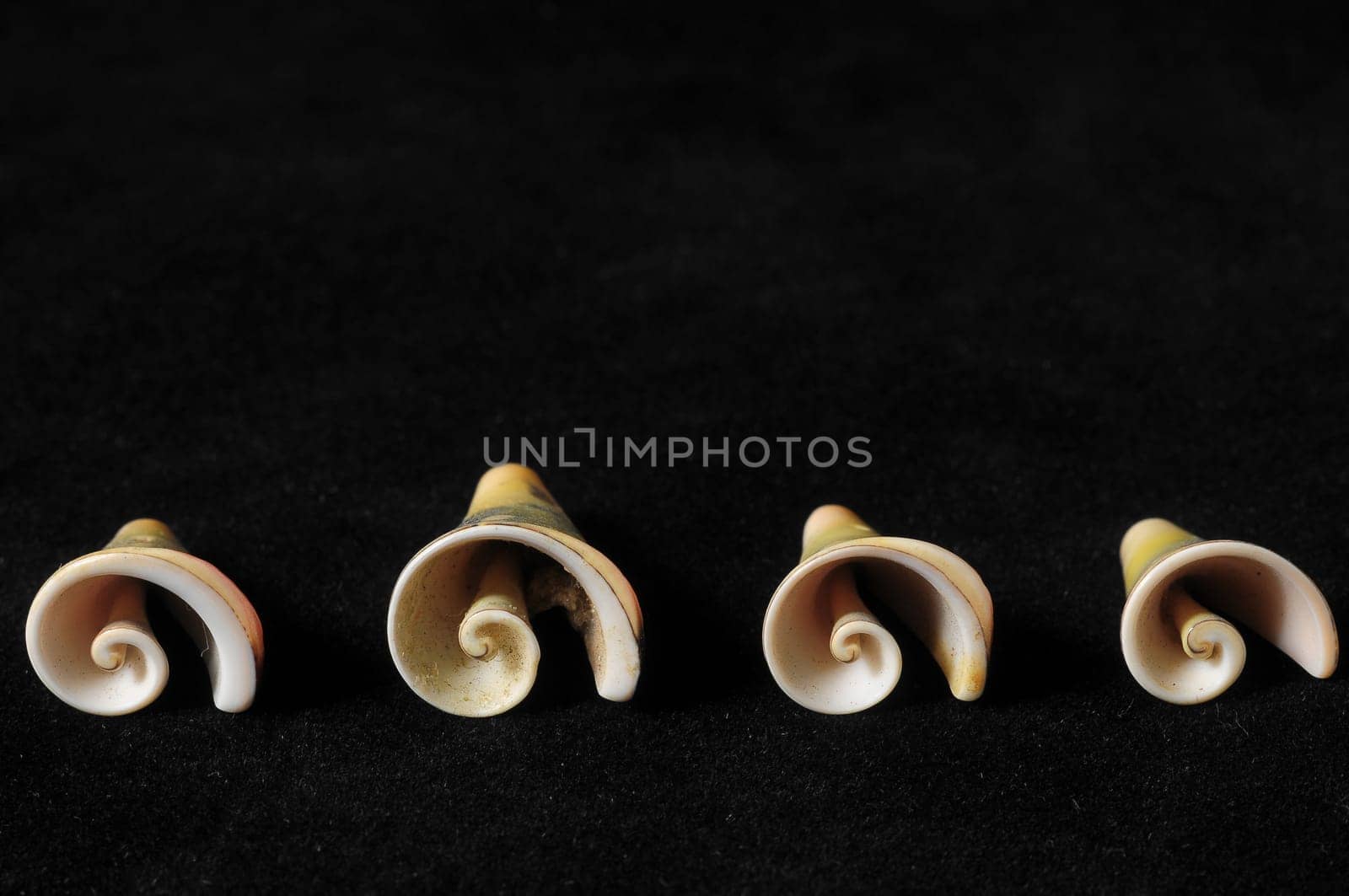Textured Limestone Sea Shell on a Black Background
