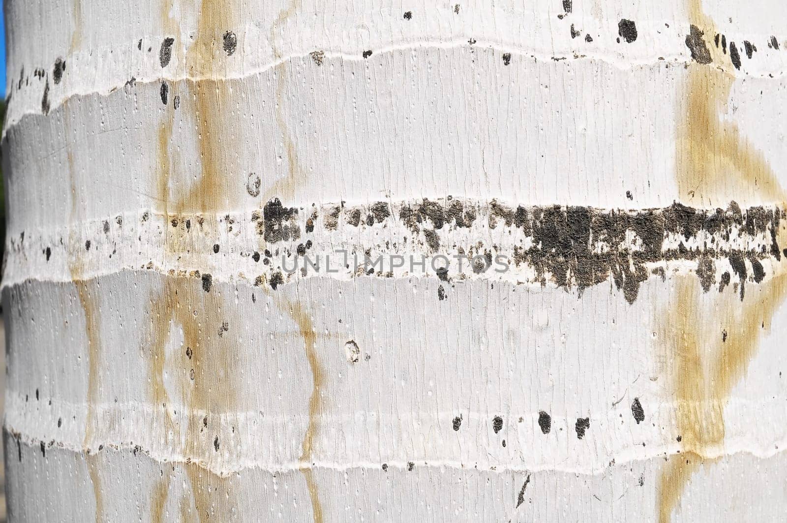Macro of a Coconut Tree Trunk Texture Background