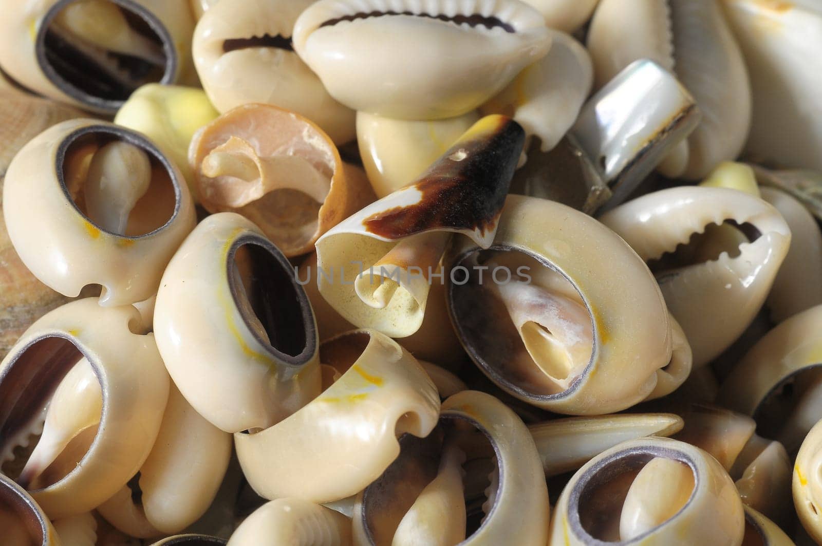 Textured Limestone Sea Shells on a Black Background