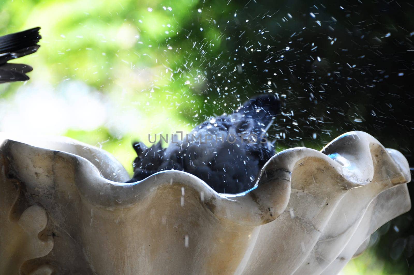 A Pigeon Standing on Marble Fountain