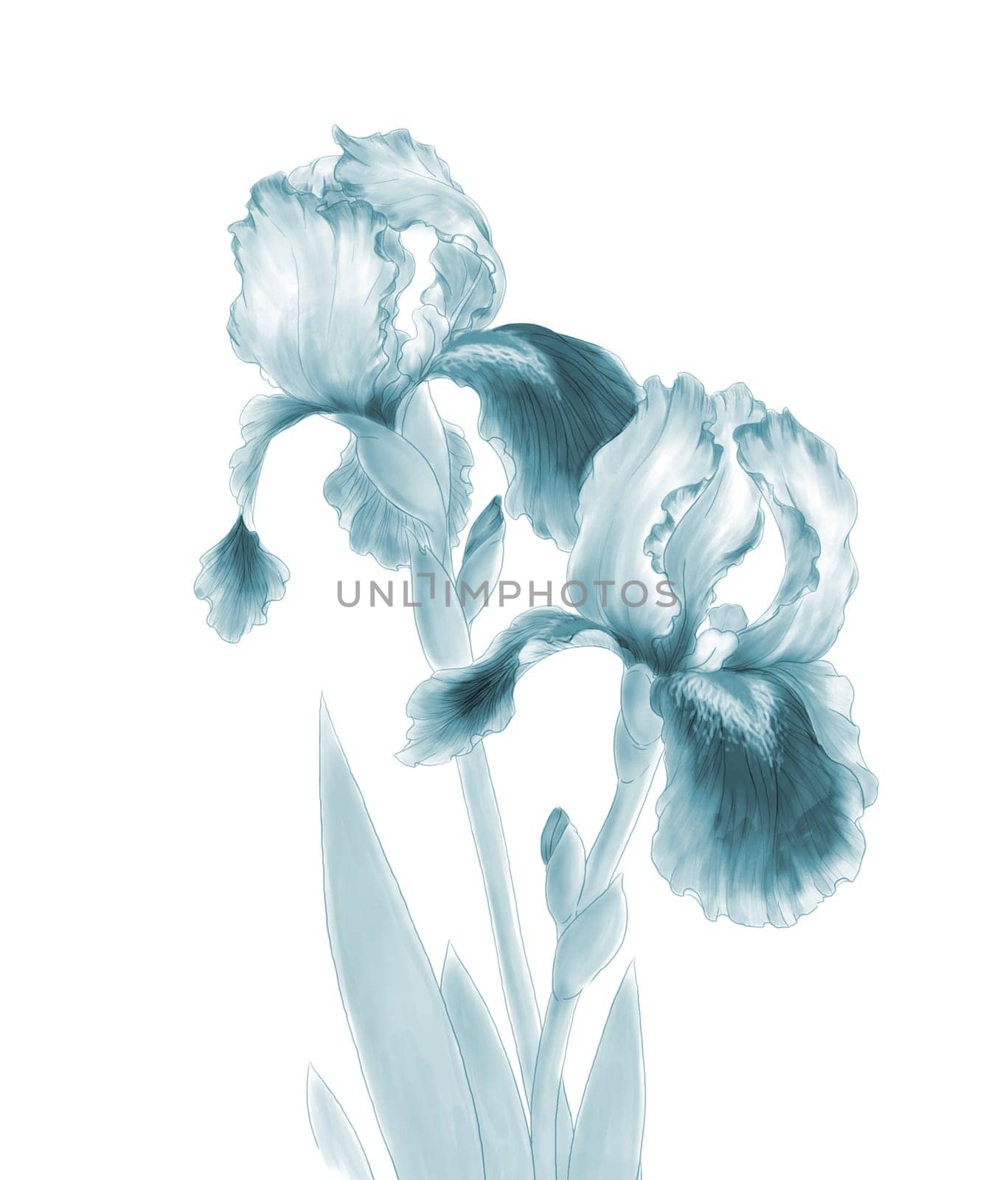 Iris Flowers Isolated on White Background