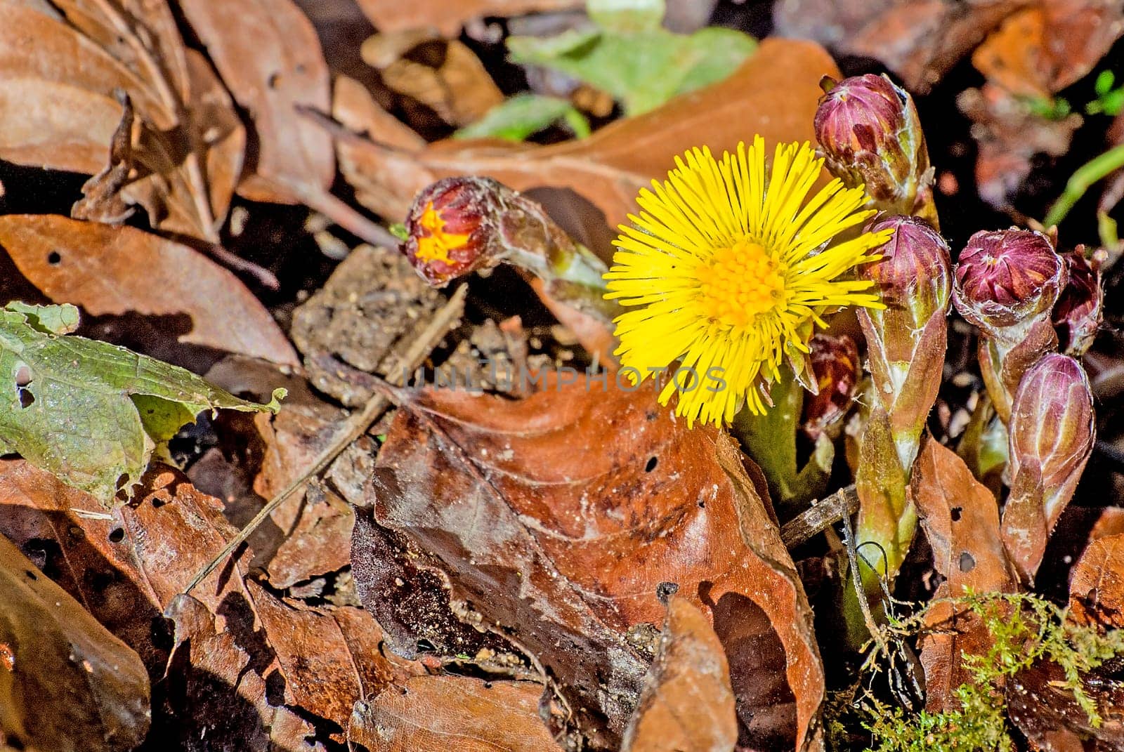 Coltsfoot,Tussilago farfara
