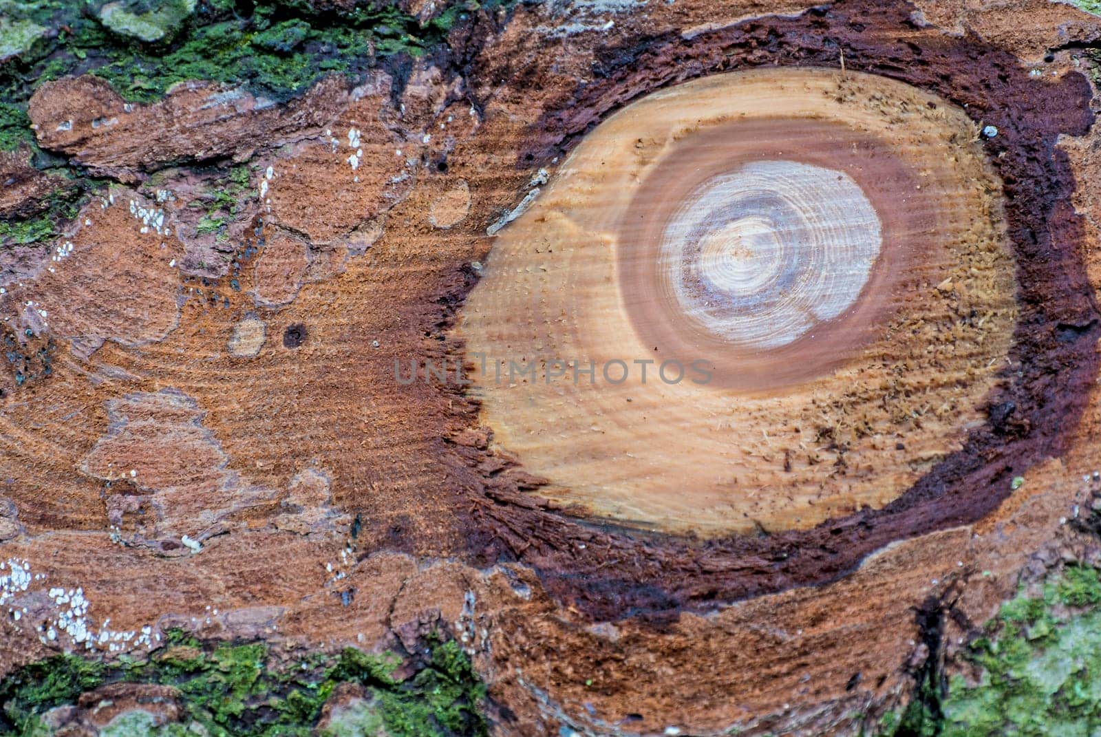 Close-up of tree with sawn-off branch