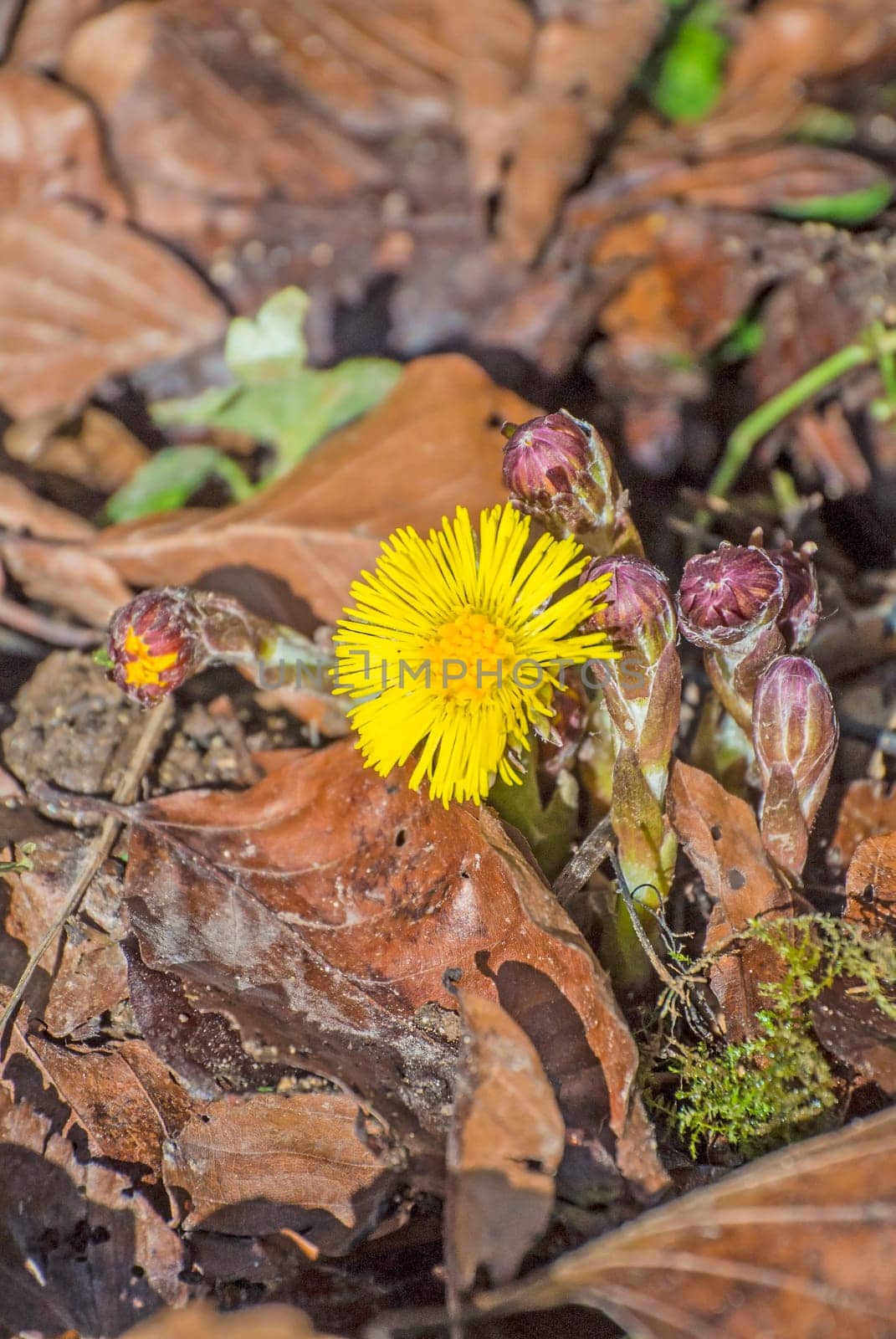 Coltsfoot,Tussilago farfara
