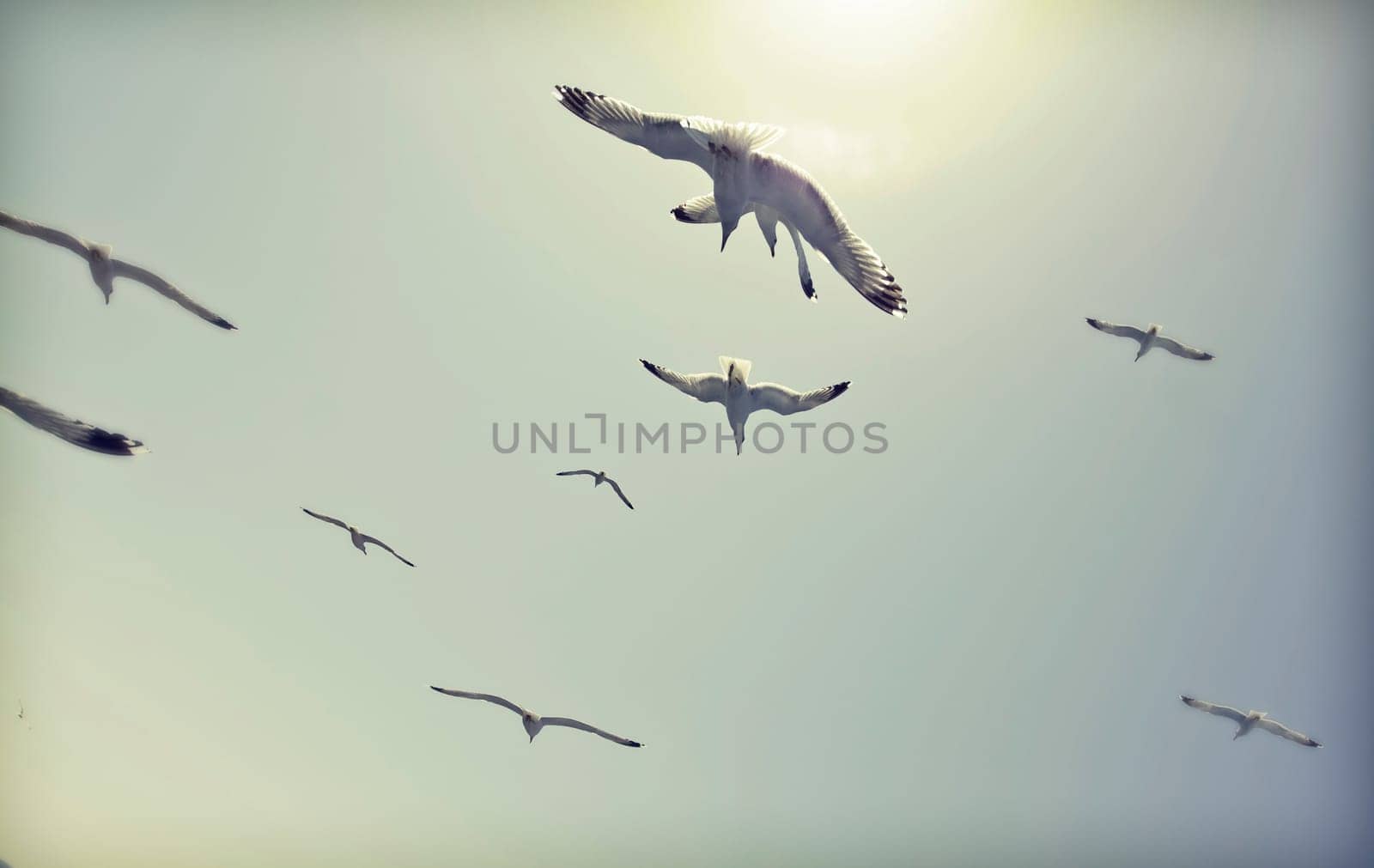 Vintage photo of flying seagulls by erika8213