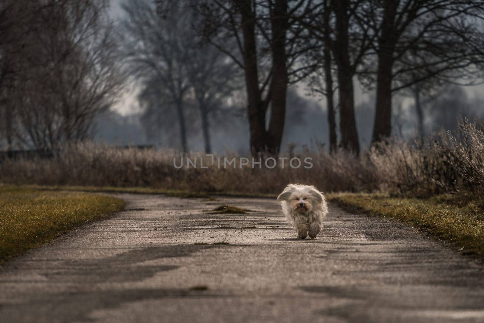 A long-haired dog comes running towards the photographer,in the background a tree and shrubs.