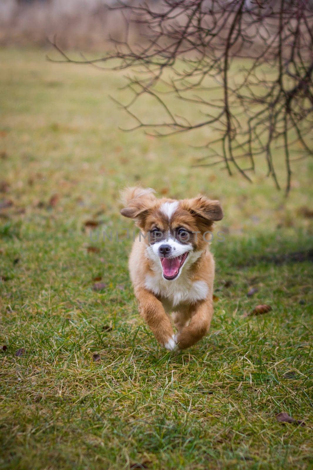 Puppy runs in the garden,unfortunately very modest light.