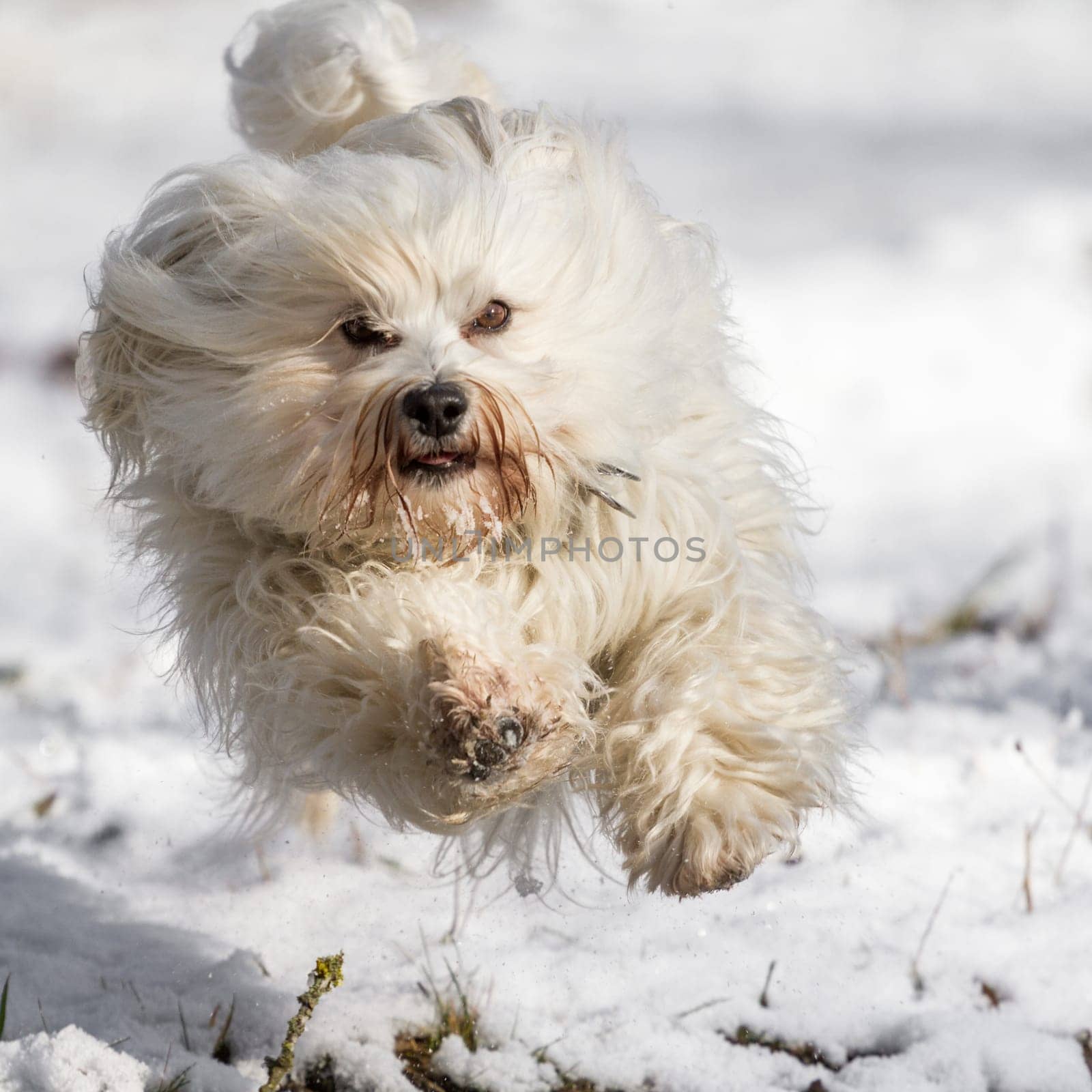 A dog flies over the white snow with a lot of fun.
