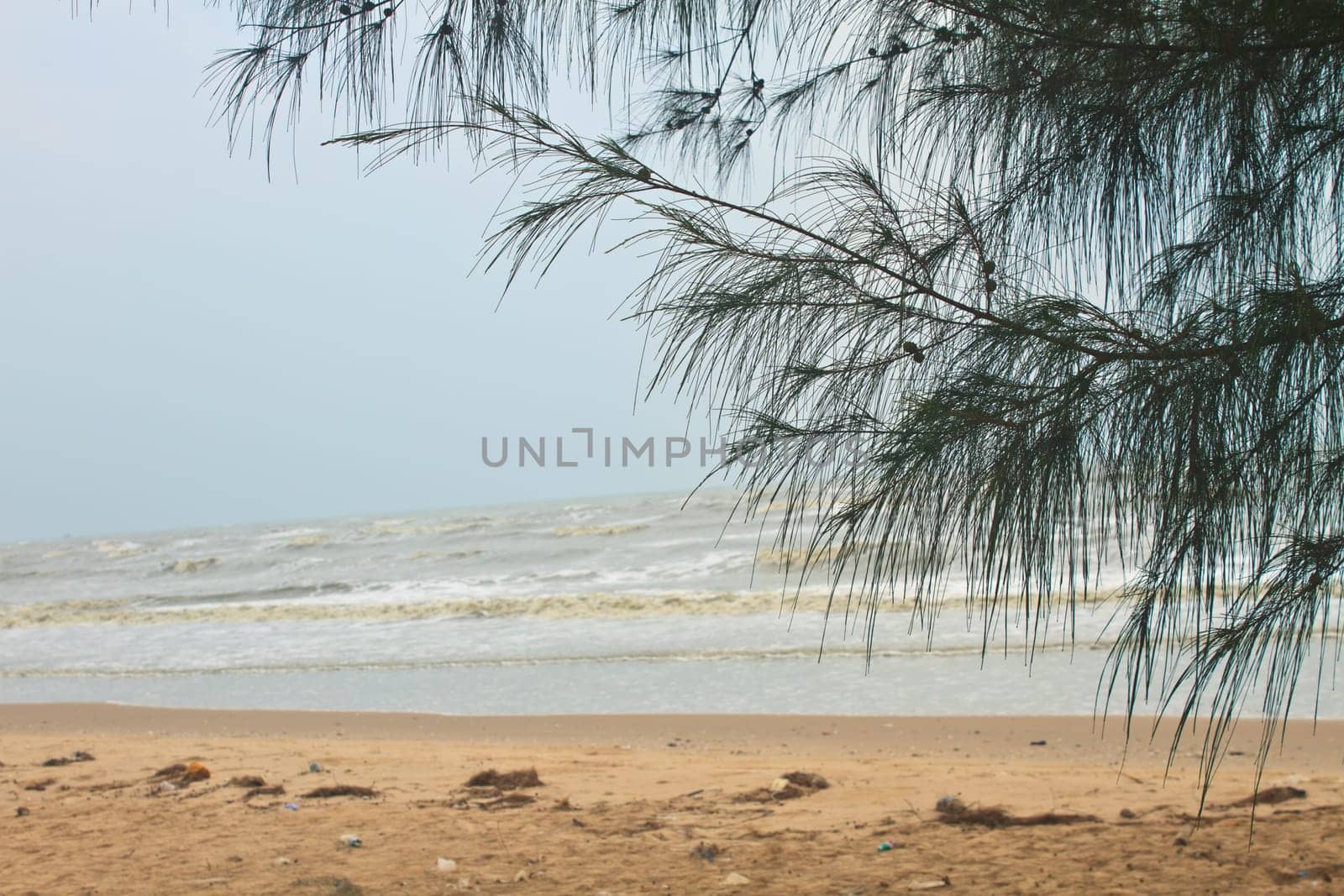 sea and pine tree, Shining day at Prachuap Khiri Khan Province, Thailand