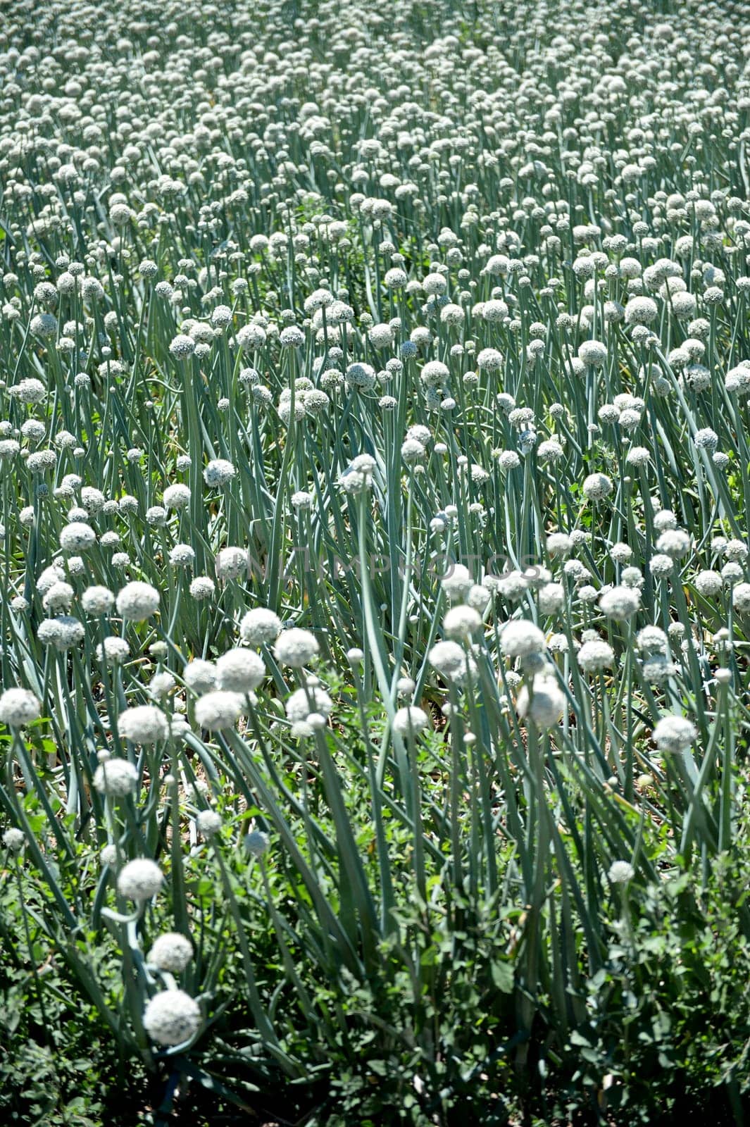 A scenic shot of an onion crop