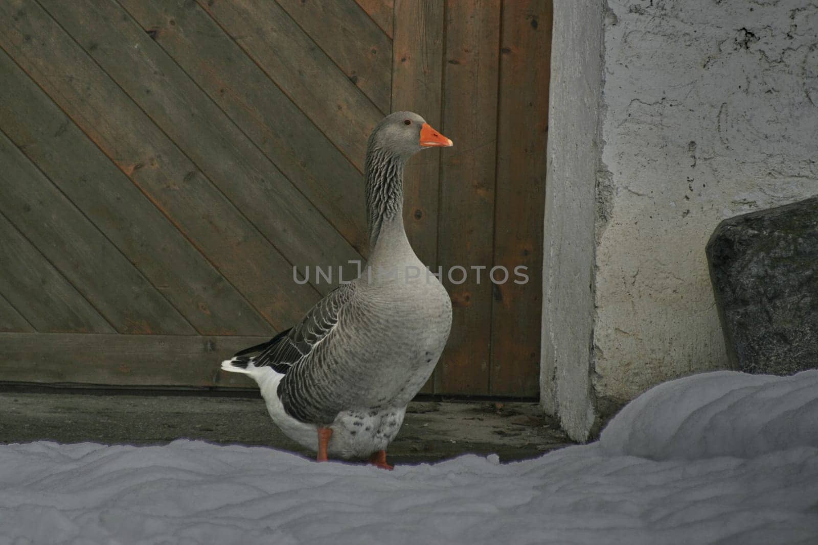 Greylag goose from the side