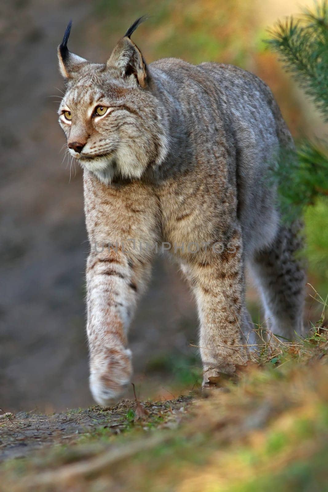 The Eurasian lynx or northern lynx (Lynx lynx)
