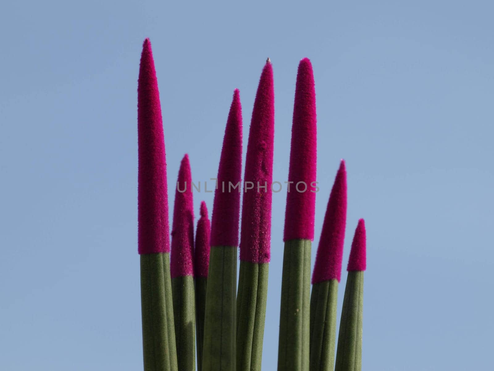 Sansevieria - Velvet Touch