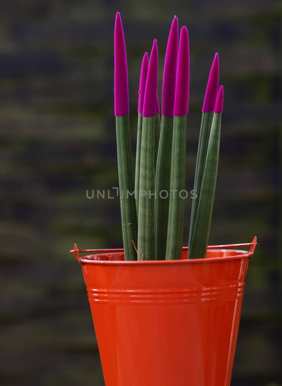 Sansevieria - Velvet Touch