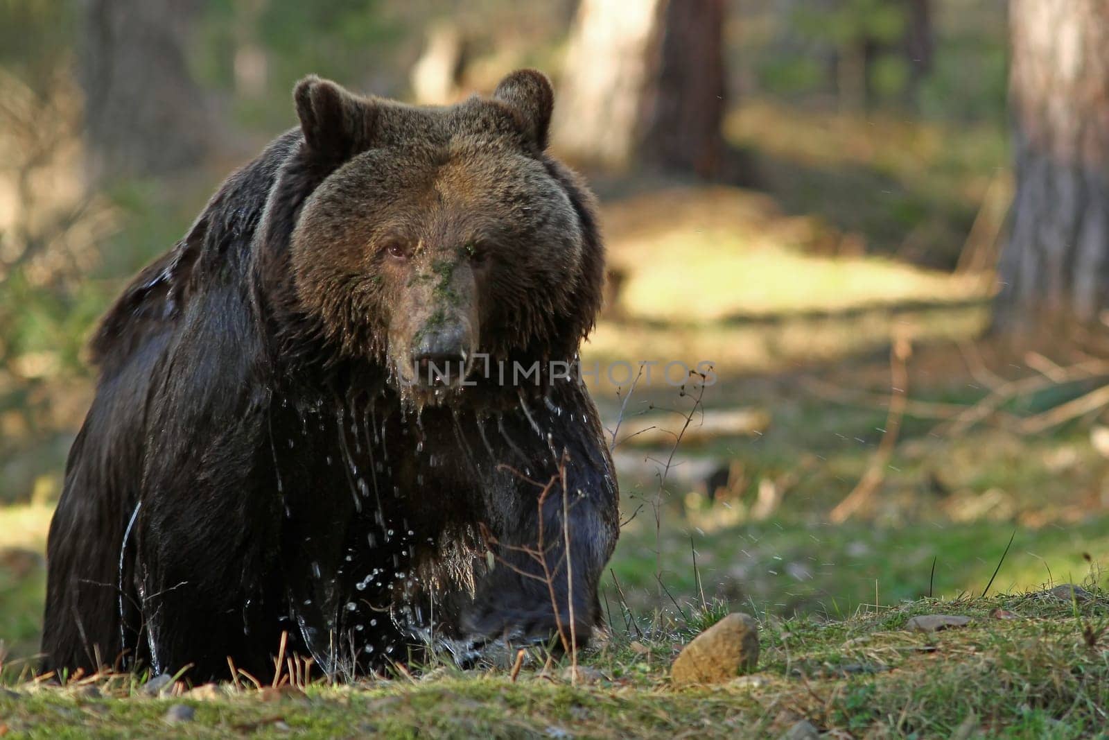 The grizzly (Ursus arctos horribilis)