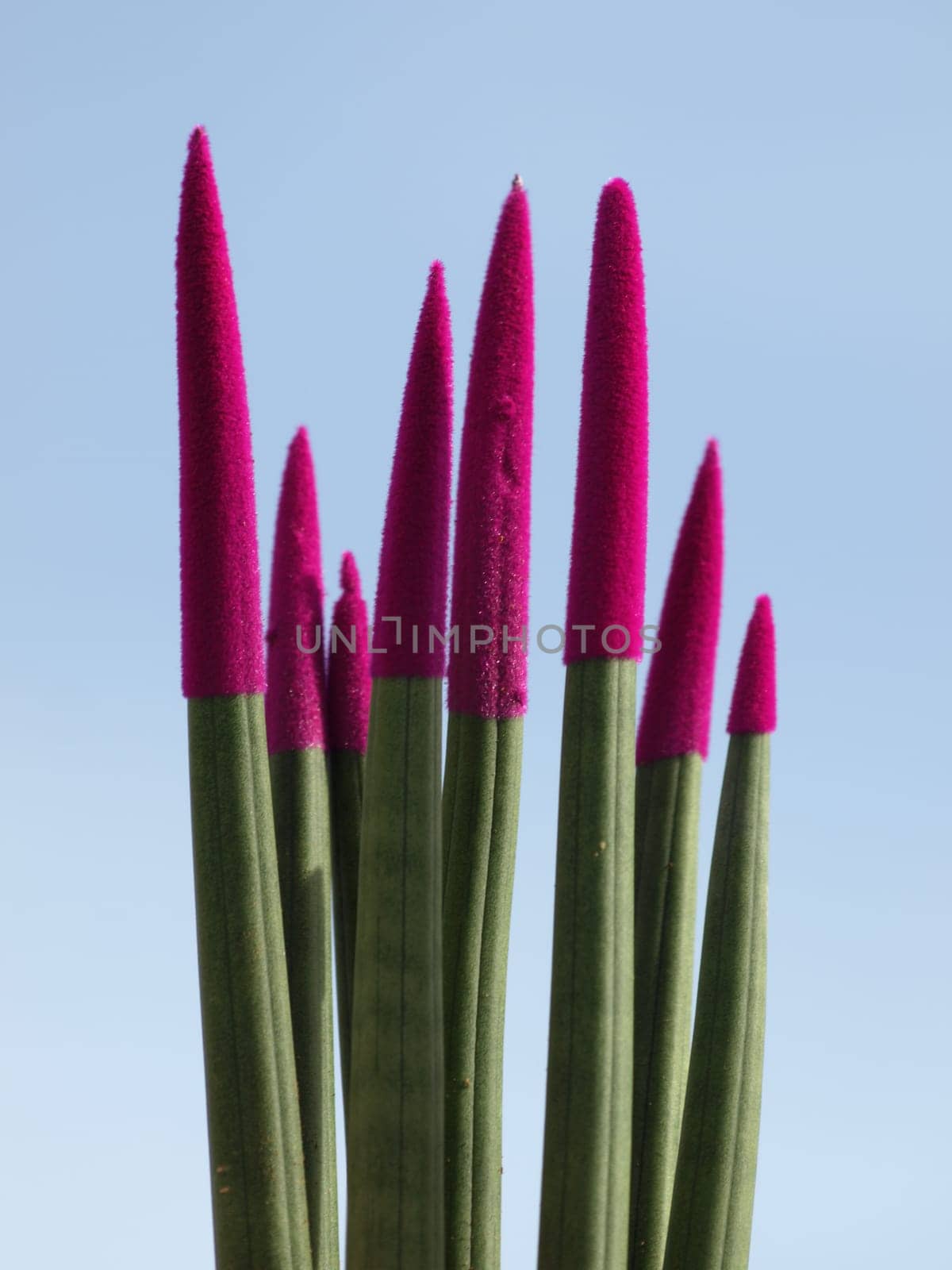 Sansevieria - Velvet Touch