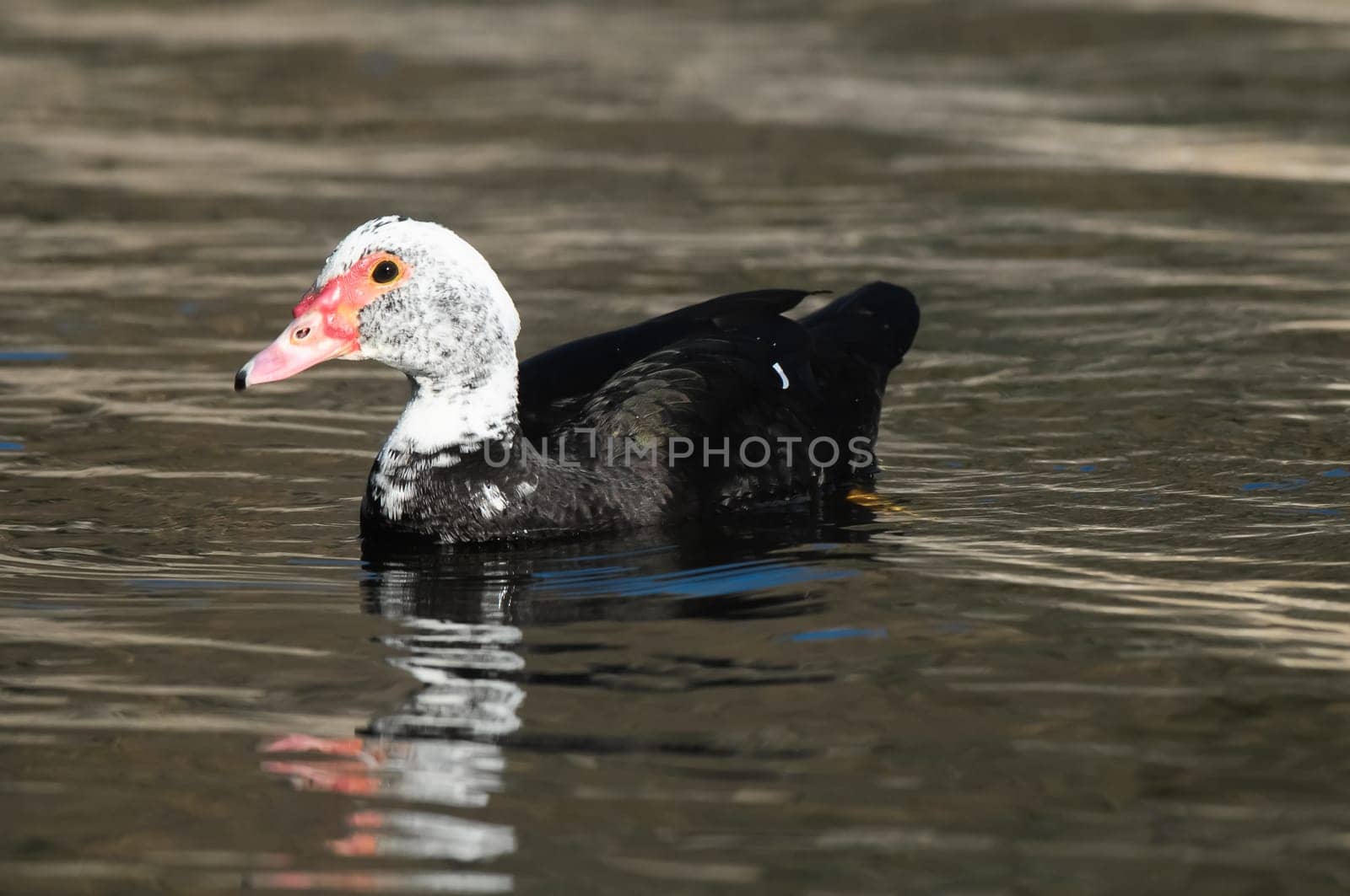 Muscovy Duck (Cairina moschata) on a Dark Black Water