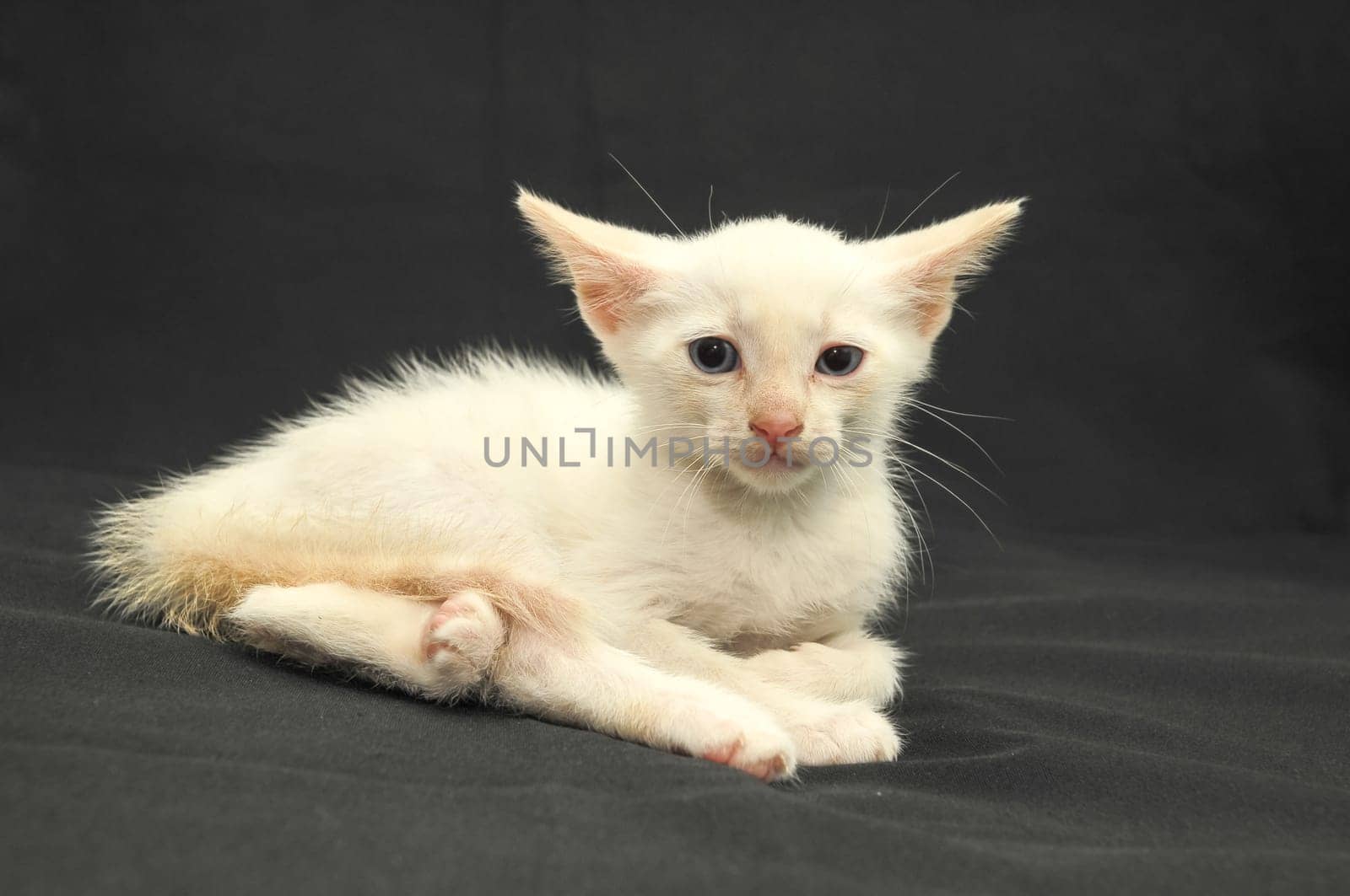 White Young Baby Cat on a Black Background
