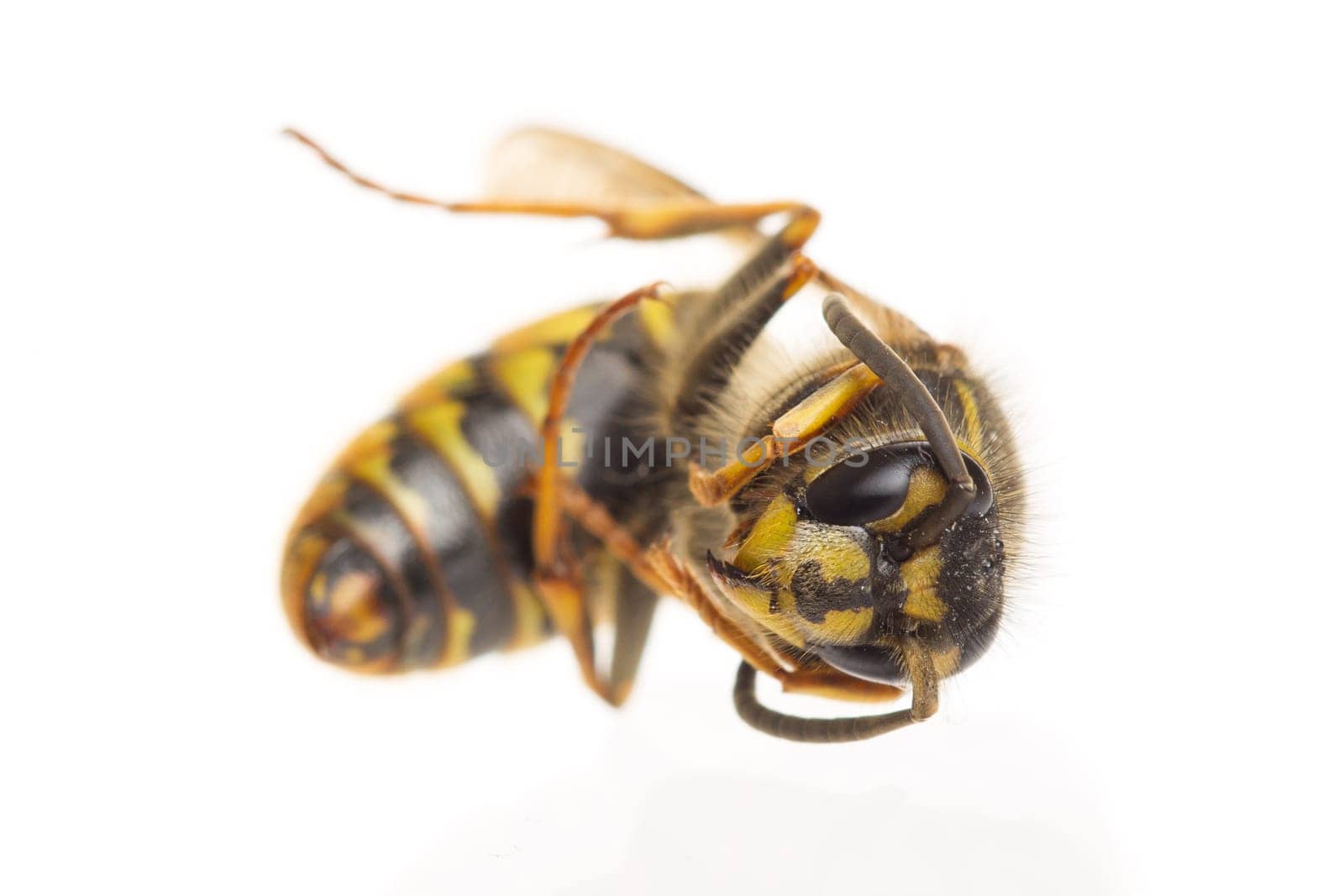 Macro of a dead wasp (Vespula vulgaris), isolated on white, selective focus on head