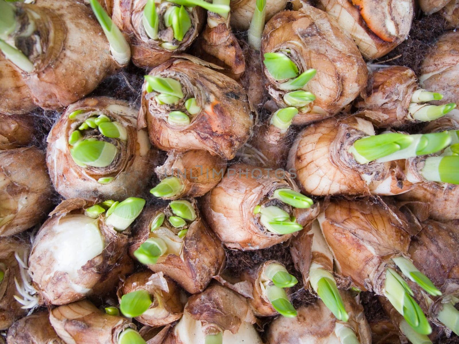 sprouting flower bulbs filling the format in top view