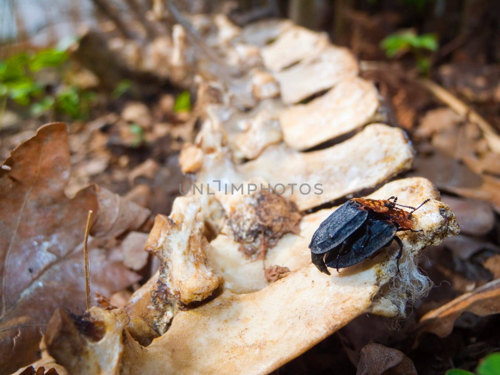 two mating carrion beetles (Oiceoptoma thoracicum) on a bone on the forest floor